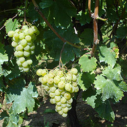 Grape Vine, Yellow 'Muscat d'Alexandrie